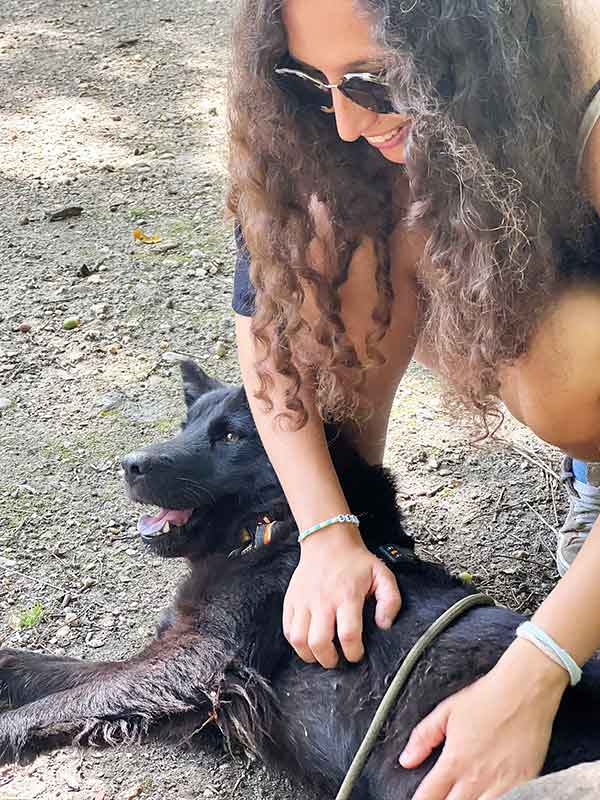 nora est une jeune chienne à adopter au refuge sos animaux 78 au Chesnay près de versailles